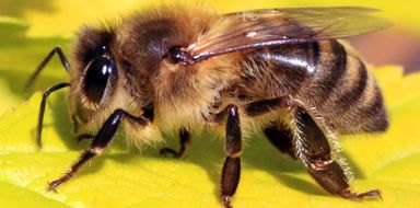 pest problems - bee control London