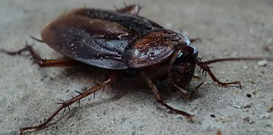 Cockroaches London