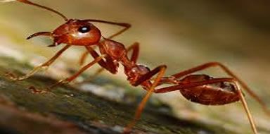 ant infestation London