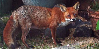 fox control London